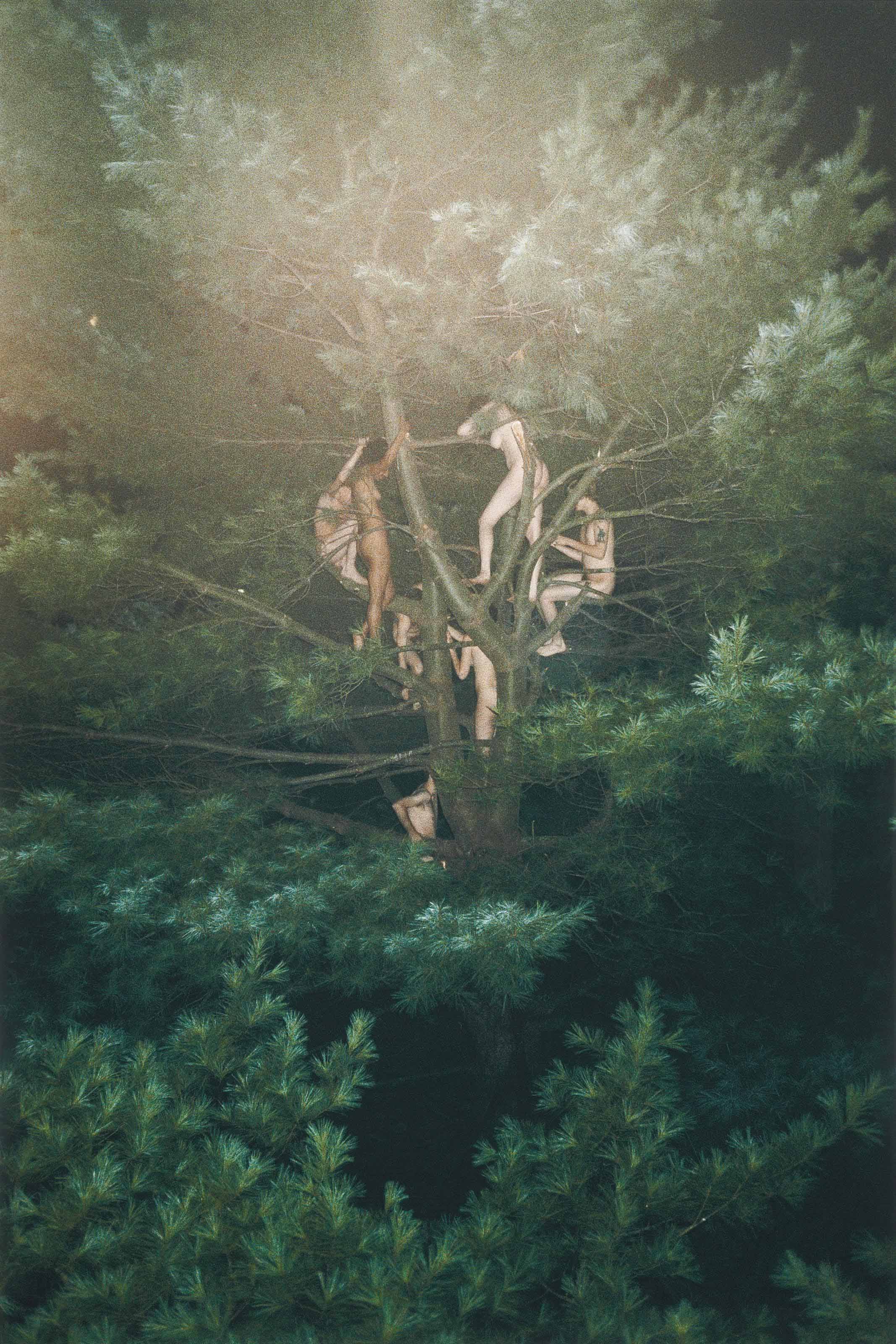 2013_CKS_01107_0250_000(ryan_mcginley_tree_3025349)